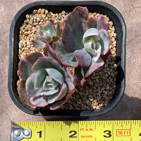 伯克利锦 Echeveria 'Berkeley Light'