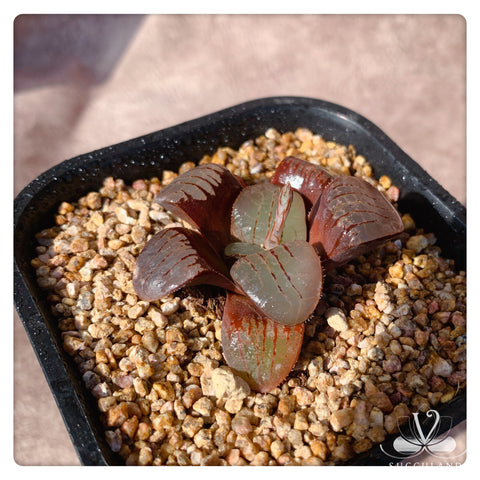 史前鷹爪Haworthia springbokvlakensis