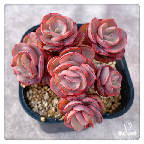 秀妍Echeveria Sunyan