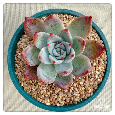 布蘭迪Echeveria colorata fa. brandtii