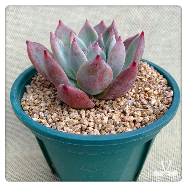 布蘭迪Echeveria colorata fa. brandtii