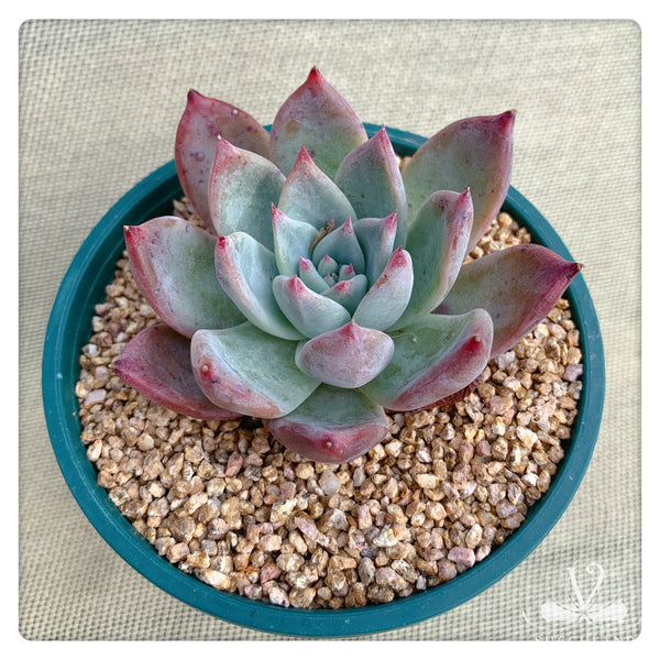 布蘭迪Echeveria colorata fa. brandtii