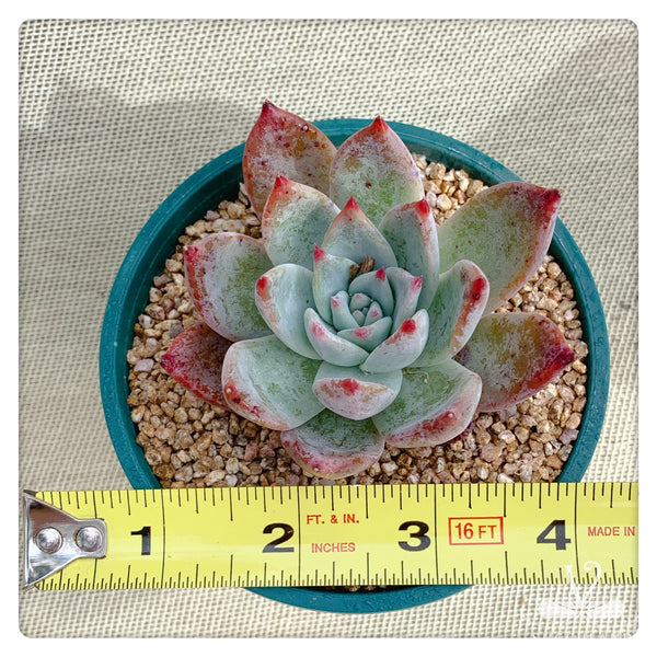 布蘭迪Echeveria colorata fa. brandtii