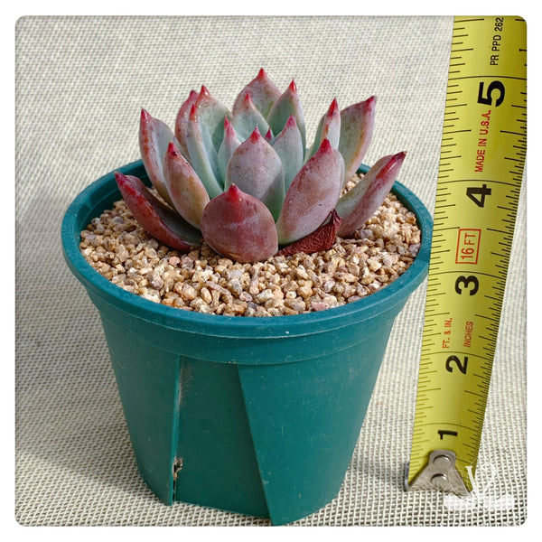 布蘭迪Echeveria colorata fa. brandtii