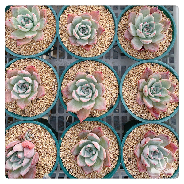 布蘭迪Echeveria colorata fa. brandtii