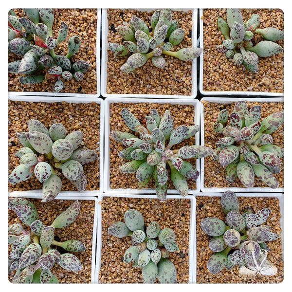 海豹纹水泡Adromischus cooperi Var.