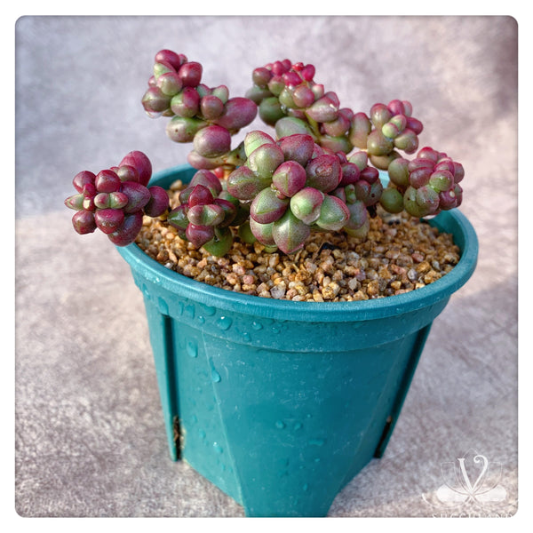 紫光  Crassula 'Purple Light'