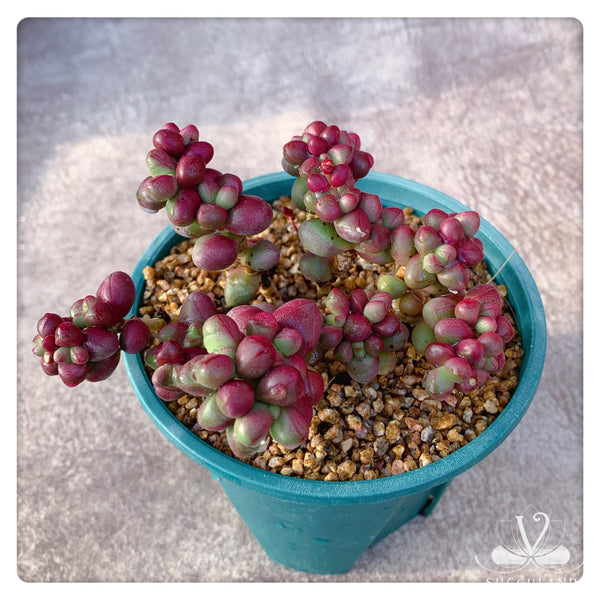 紫光  Crassula 'Purple Light'