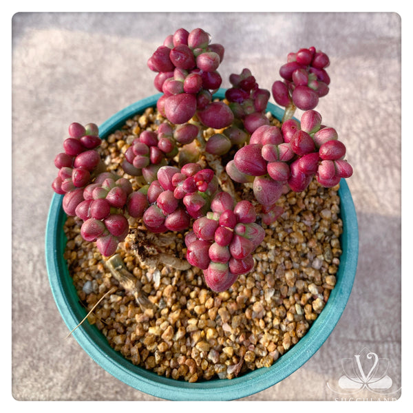 紫光  Crassula 'Purple Light'