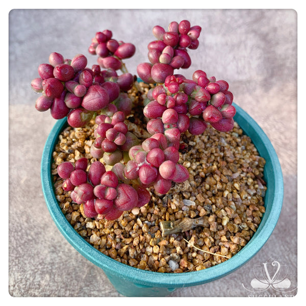 紫光  Crassula 'Purple Light'