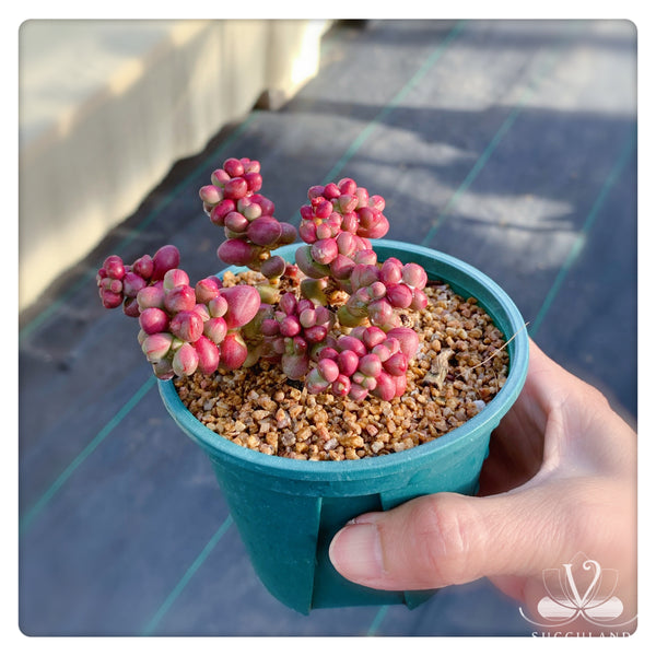 紫光  Crassula 'Purple Light'