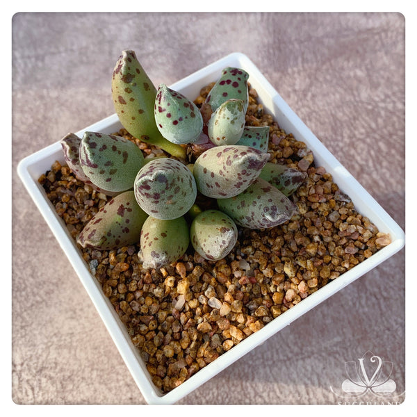 海豹纹水泡Adromischus cooperi Var.