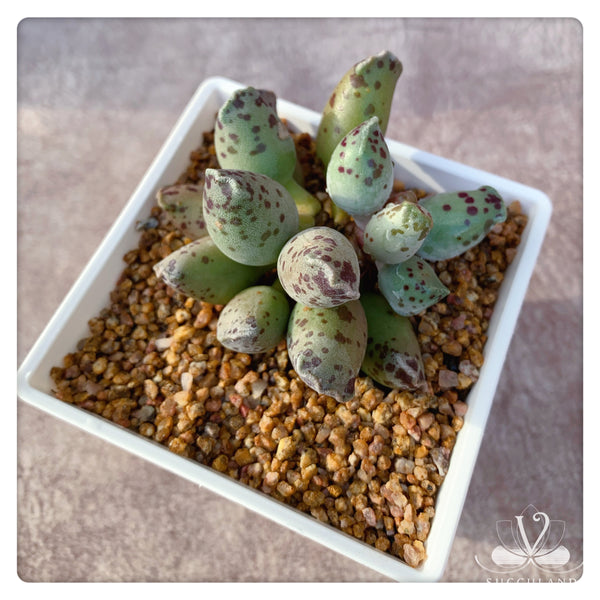 海豹纹水泡Adromischus cooperi Var.