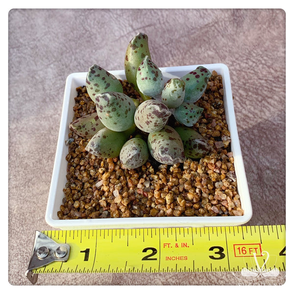 海豹纹水泡Adromischus cooperi Var.