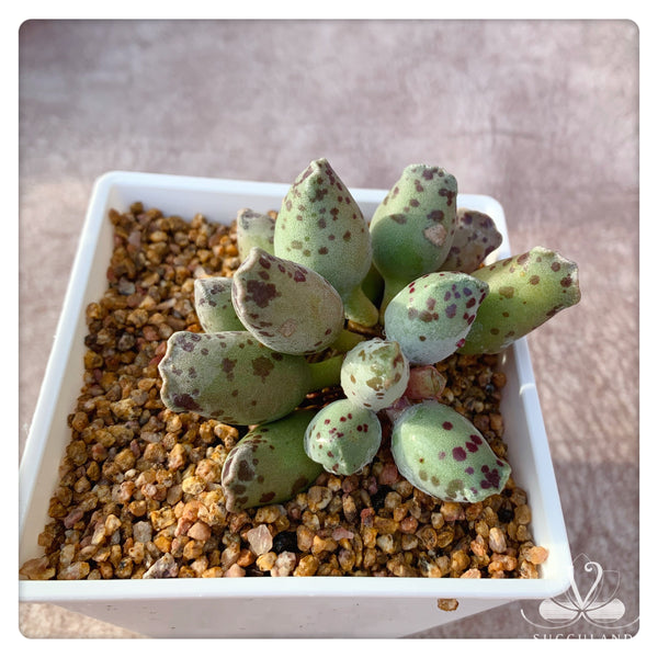 海豹纹水泡Adromischus cooperi Var.