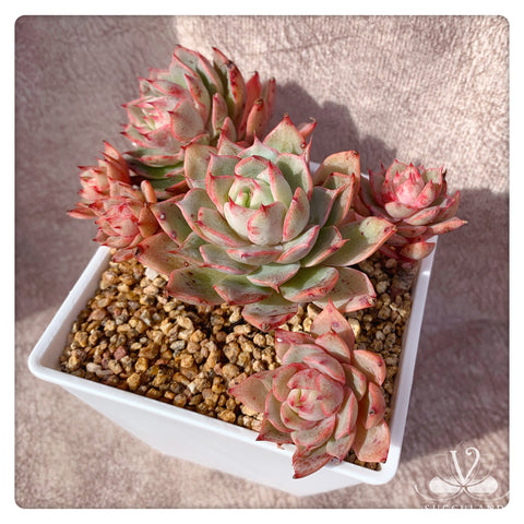 苯巴蒂斯Echeveria'Ben Badis'