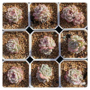 天鹅绒Echeveria 'Red Velvet'單頭$35雙頭$50