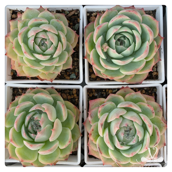 侧影 Echeveria 'silhouette'