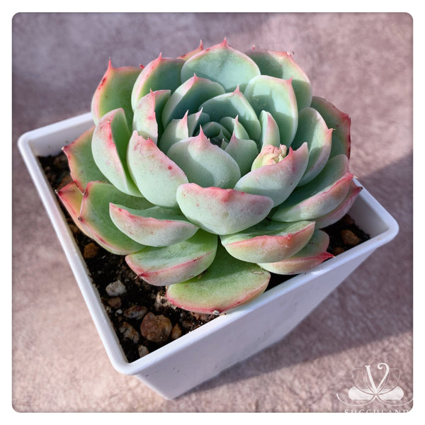 侧影 Echeveria 'silhouette'