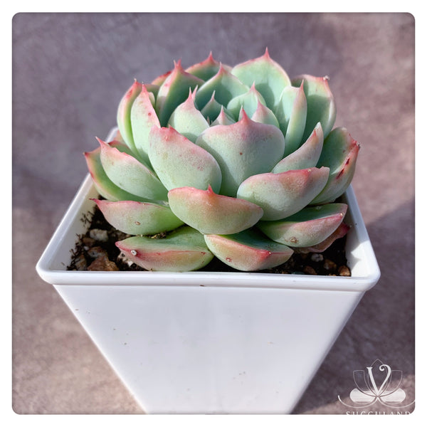 侧影 Echeveria 'silhouette'