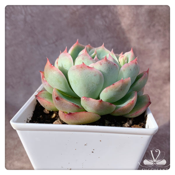 侧影 Echeveria 'silhouette'