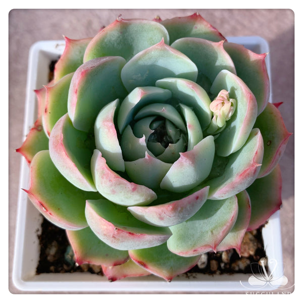 侧影 Echeveria 'silhouette'