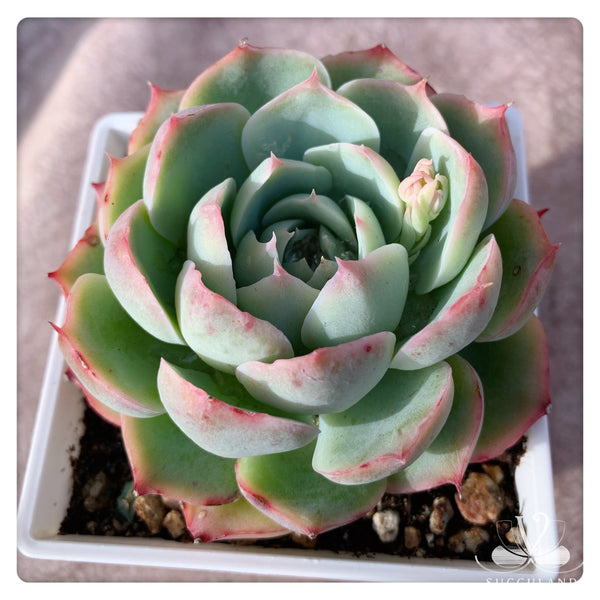 侧影 Echeveria 'silhouette'