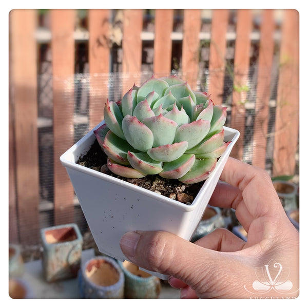 侧影 Echeveria 'silhouette'