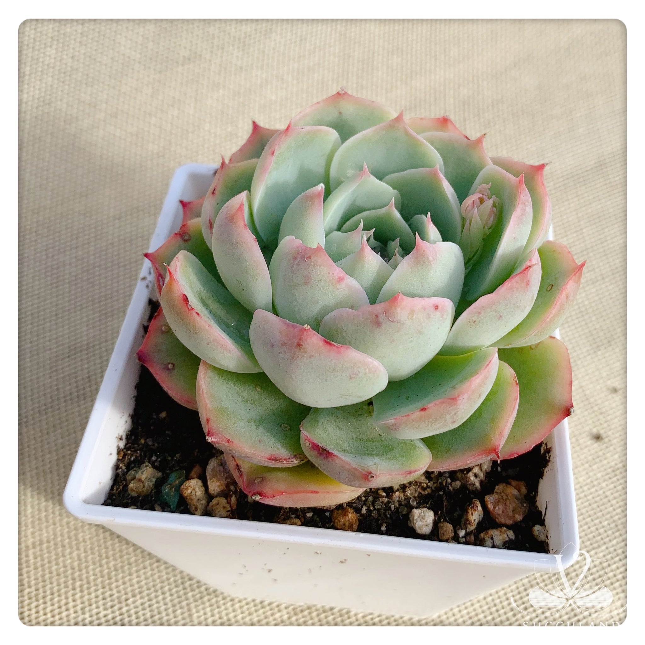 侧影 Echeveria 'silhouette'