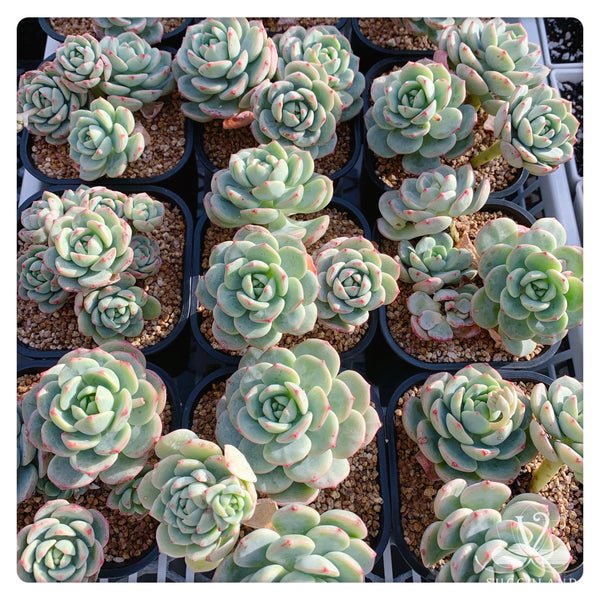 香草比斯 x Sedeveria ‘Pudgye’多頭