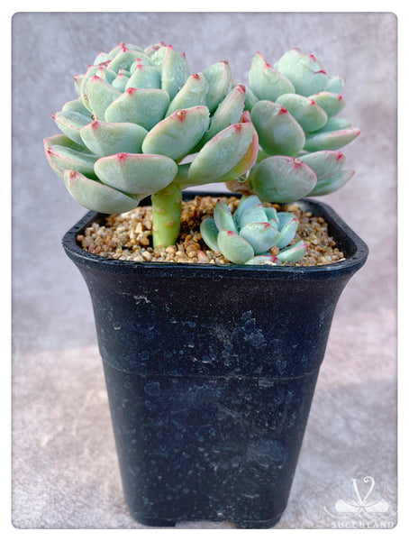 香草比斯 x Sedeveria ‘Pudgye’多頭