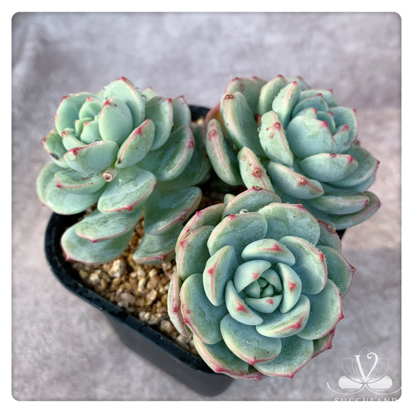 香草比斯 x Sedeveria ‘Pudgye’多頭