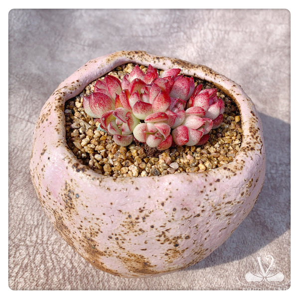 夢幻女王Rare Succulent Plant - Echeveria Queen