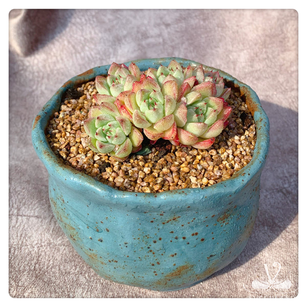 夢幻女王Rare Succulent Plant - Echeveria Queen