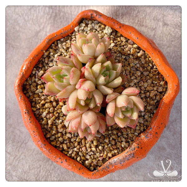 夢幻女王Rare Succulent Plant - Echeveria Queen