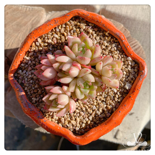 夢幻女王Rare Succulent Plant - Echeveria Queen