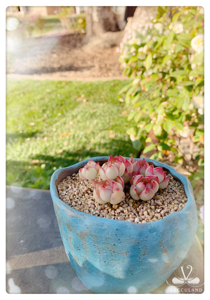 夢幻女王Rare Succulent Plant - Echeveria Queen