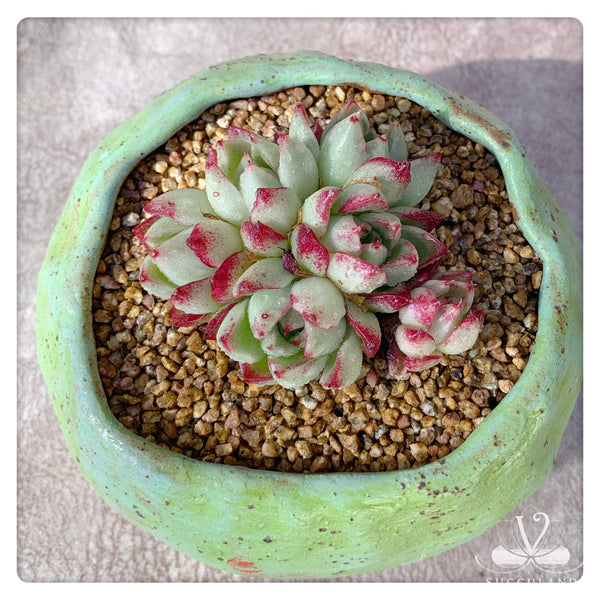 夢幻女王Rare Succulent Plant - Echeveria Queen