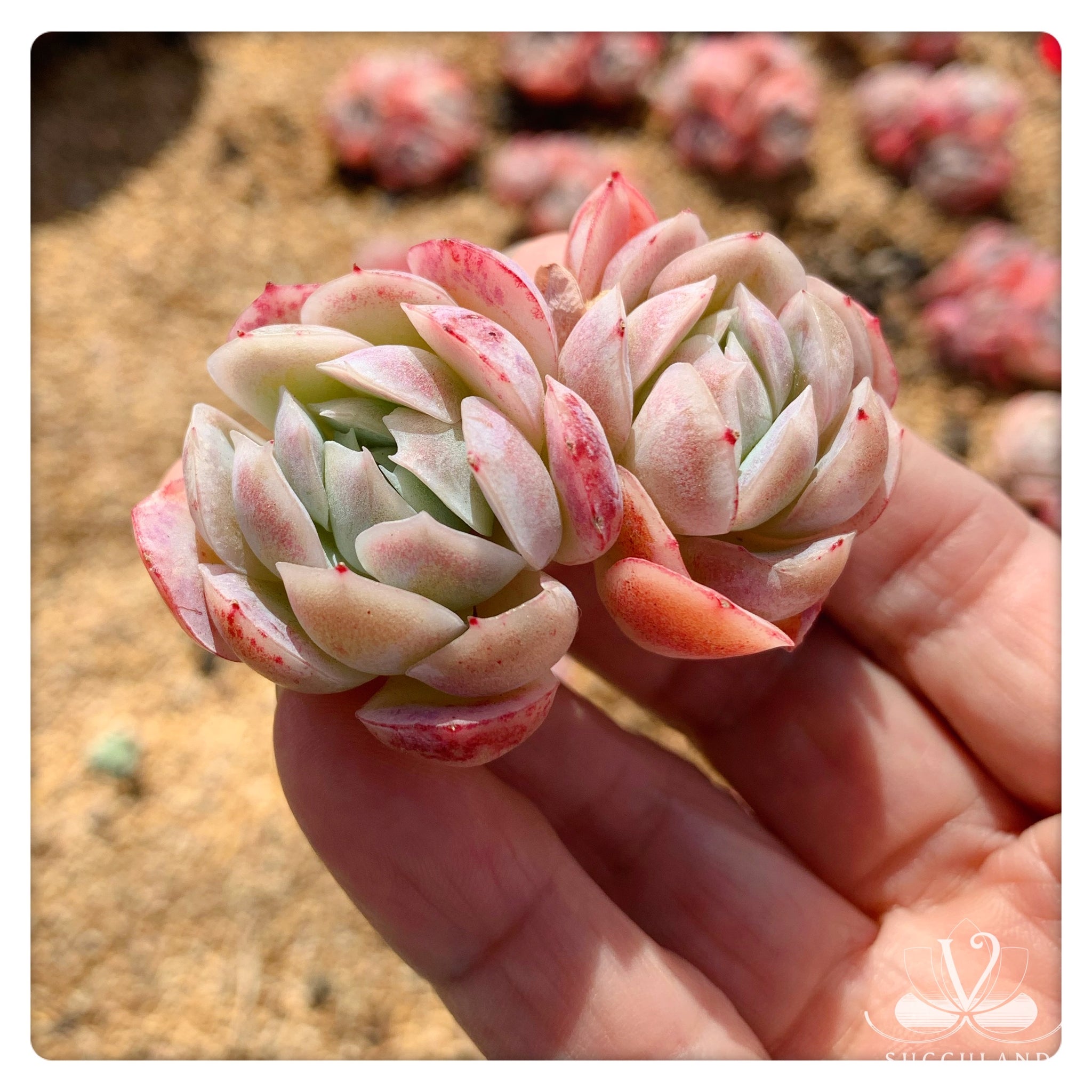 奶油贝瑞群Echeveria 'Cream berry'