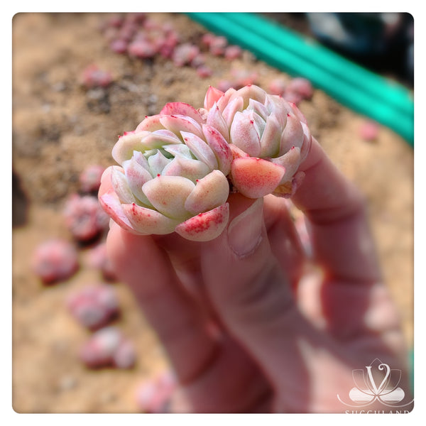 奶油贝瑞群Echeveria 'Cream berry'