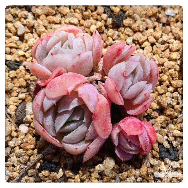 奶油贝瑞群Echeveria 'Cream berry'