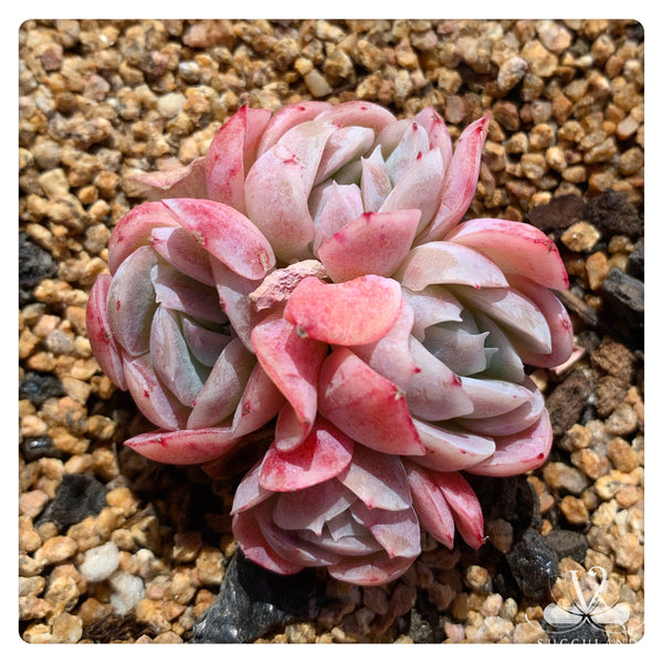 奶油贝瑞群Echeveria 'Cream berry'