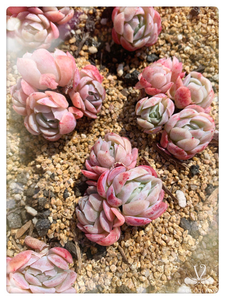 奶油贝瑞群Echeveria 'Cream berry'