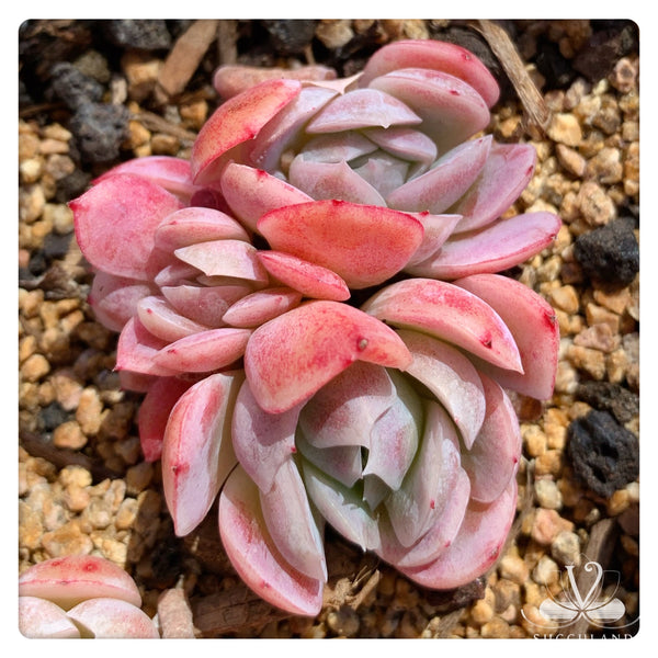 奶油贝瑞群Echeveria 'Cream berry'