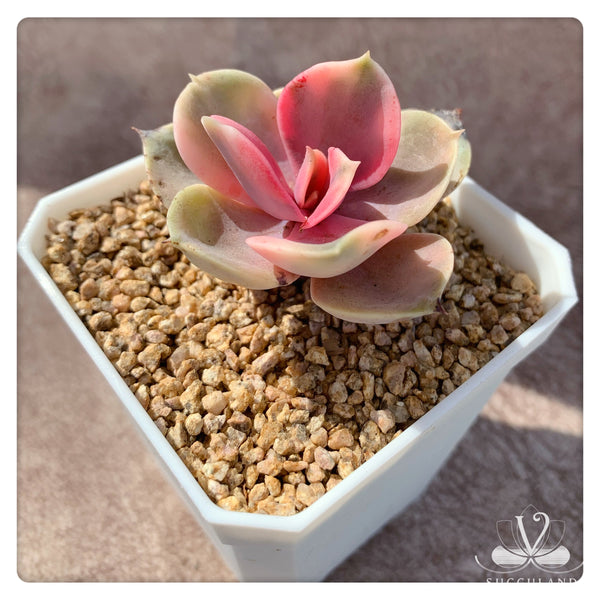 彩虹Echeveria "Rainbow"