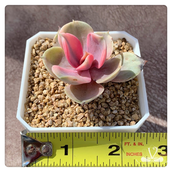 彩虹Echeveria "Rainbow"