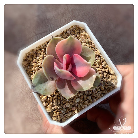 彩虹Echeveria "Rainbow"