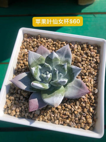 苹果叶仙女杯Dudleya farinosa