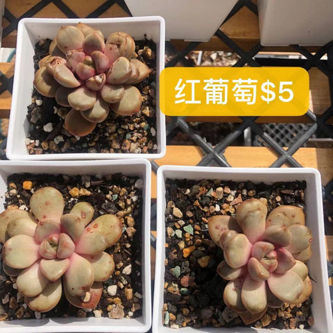 紅葡萄 多肉——Graptoveria amethorum