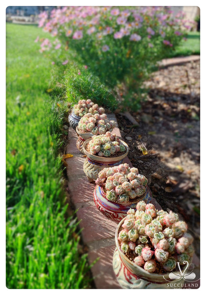 奶油贝瑞大群Echeveria 'Cream berry'